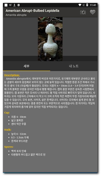 american abrupt-bulbed lepidella