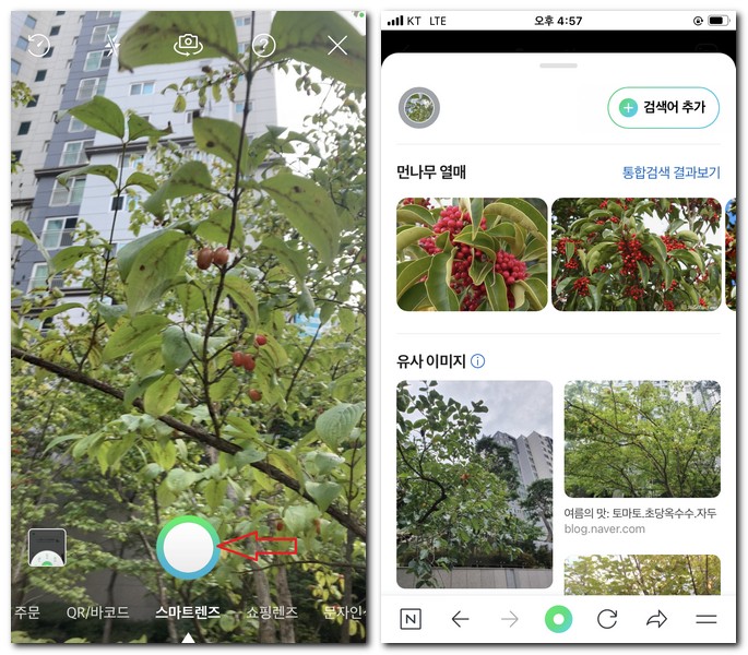 나무 이름 찾기 무료 어플 사용방법