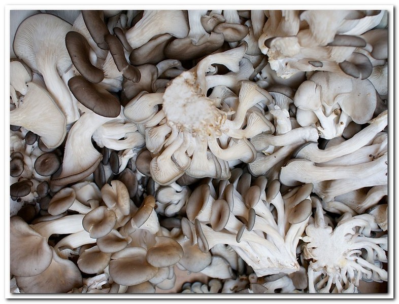 느타리버섯(Oyster mushroom)