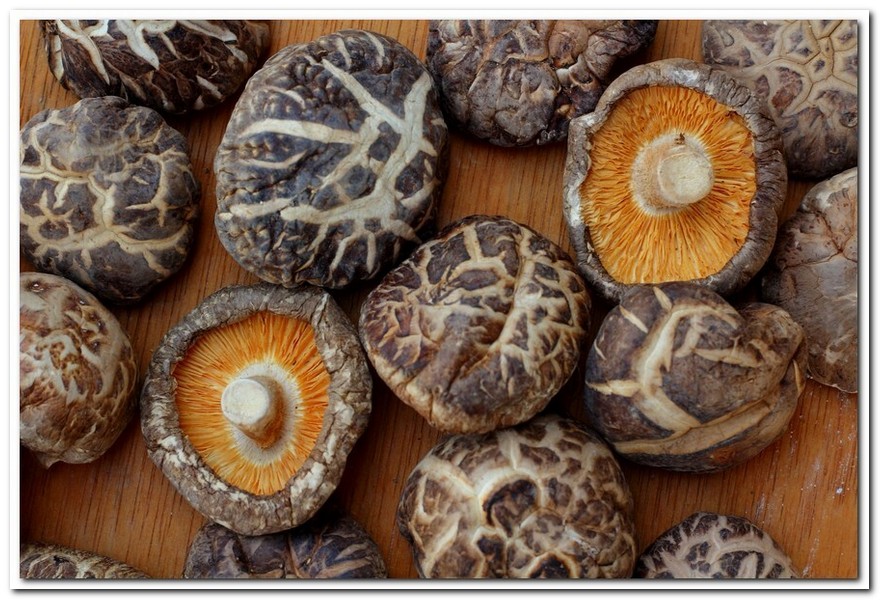 표고버섯(Shiitake)