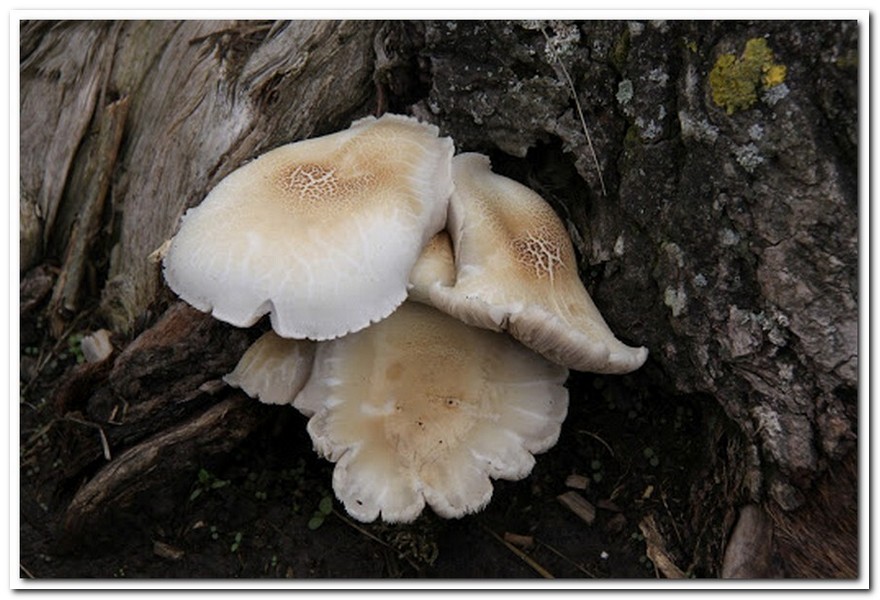 잣버섯(Lentinus lepideus)