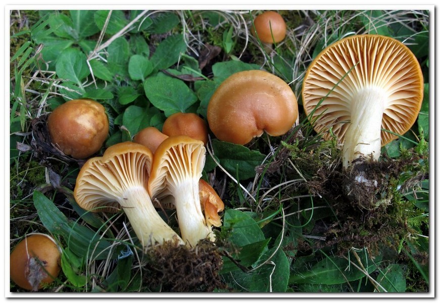 벚꽃버섯(HYGROPHORE)