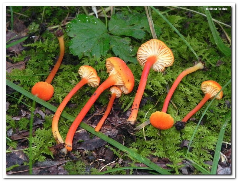 화병무명버섯(Hygrocybe cantharellus)