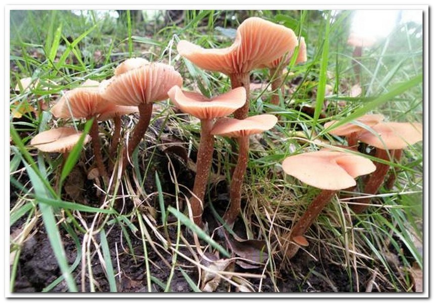 졸각버섯(Laccaria laccata)